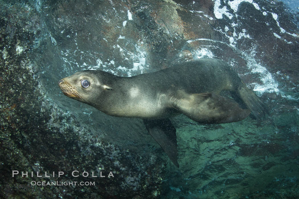 California sea lion underwater. Sea of Cortez, Baja California, Mexico, Zalophus californianus, natural history stock photograph, photo id 27438