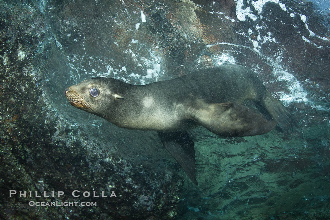California sea lion underwater., Zalophus californianus, natural history stock photograph, photo id 27438