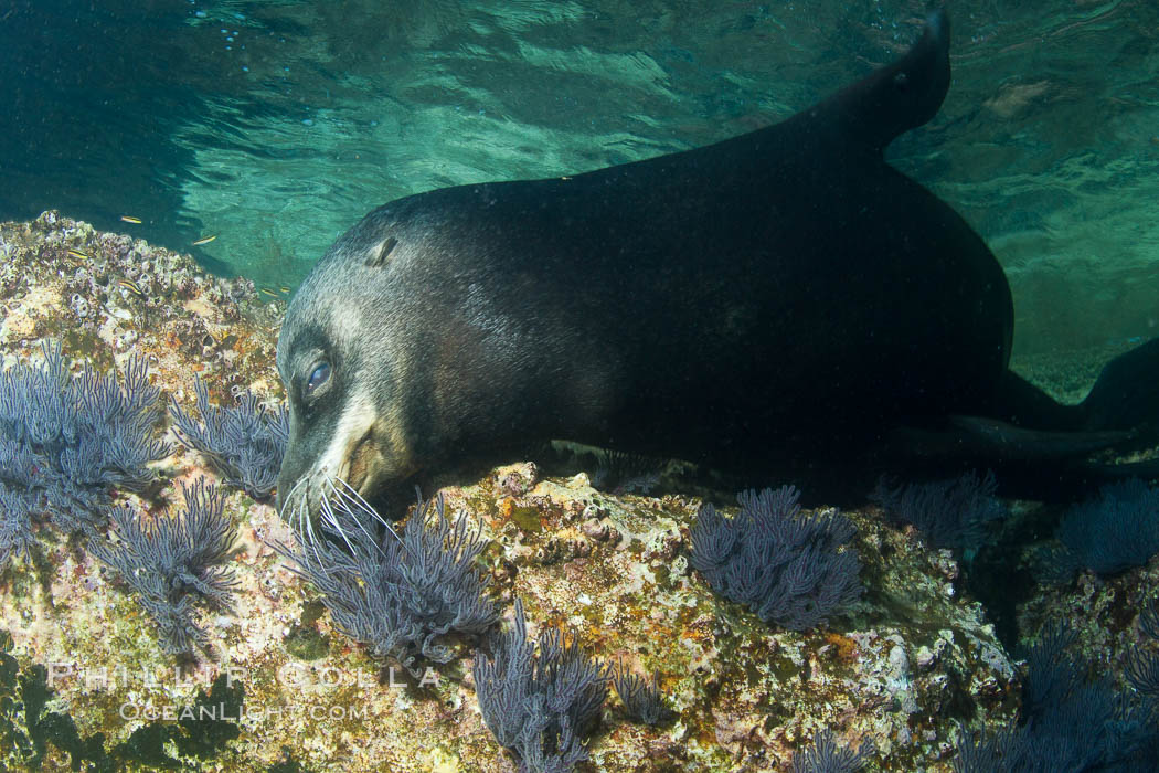 California sea lion underwater. Sea of Cortez, Baja California, Mexico, Zalophus californianus, natural history stock photograph, photo id 27442