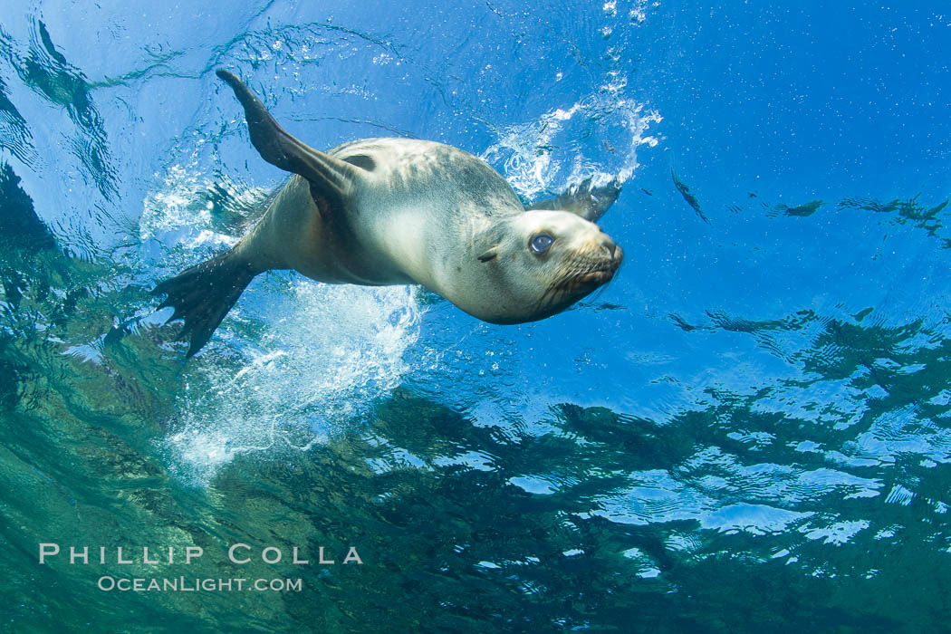 California sea lion underwater. Sea of Cortez, Baja California, Mexico, Zalophus californianus, natural history stock photograph, photo id 27450