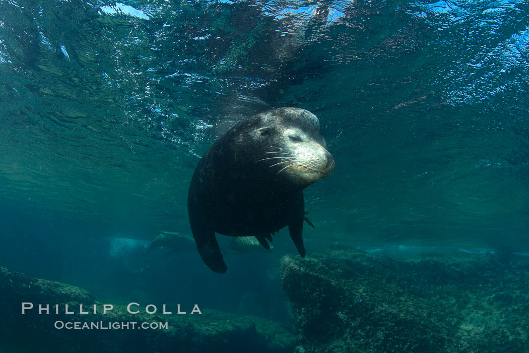 California sea lion underwater. Sea of Cortez, Baja California, Mexico, Zalophus californianus, natural history stock photograph, photo id 27458