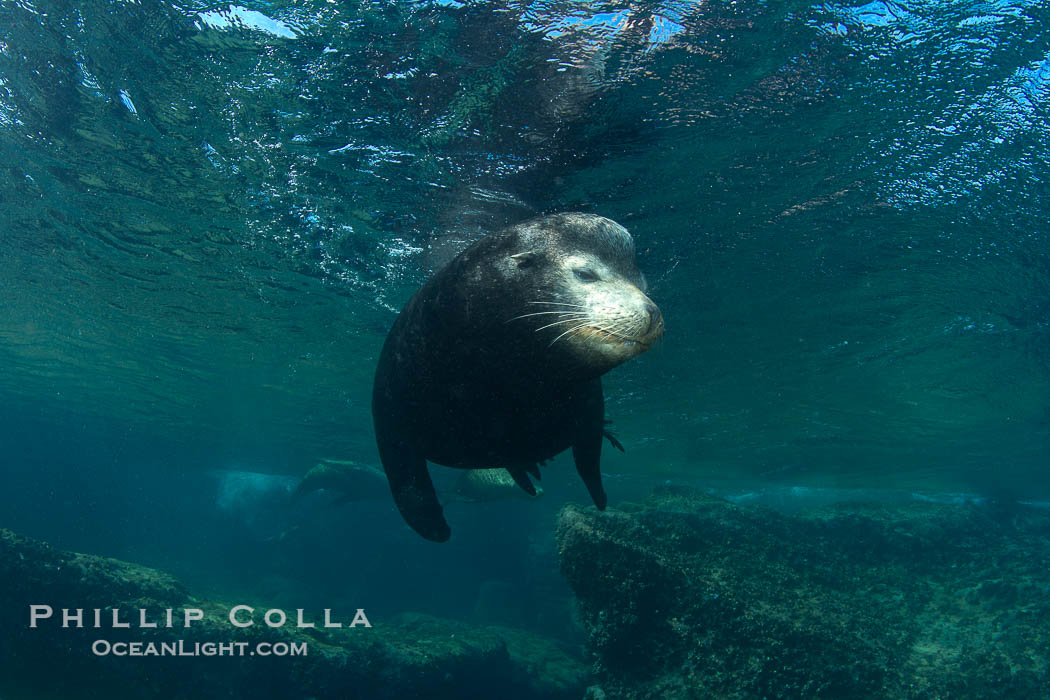 California sea lion underwater., Zalophus californianus, natural history stock photograph, photo id 27458