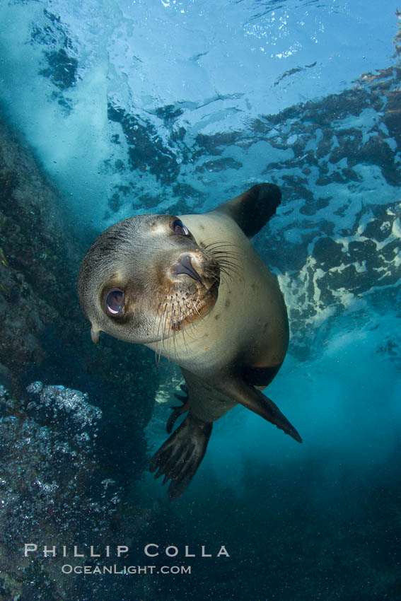 California sea lion underwater. Sea of Cortez, Baja California, Mexico, Zalophus californianus, natural history stock photograph, photo id 27420