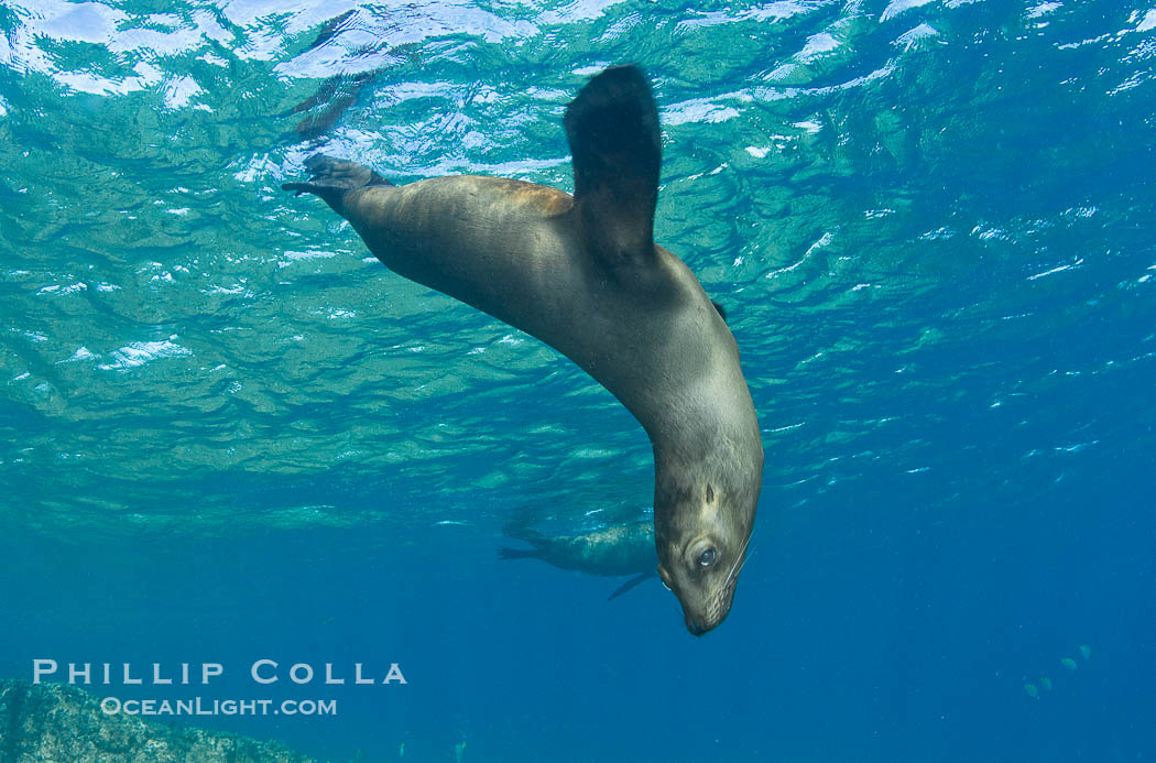 California sea lion underwater., Zalophus californianus, natural history stock photograph, photo id 27436