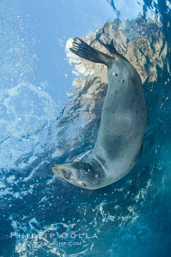 California sea lion underwater. Sea of Cortez, Baja California, Mexico, Zalophus californianus, natural history stock photograph, photo id 27440