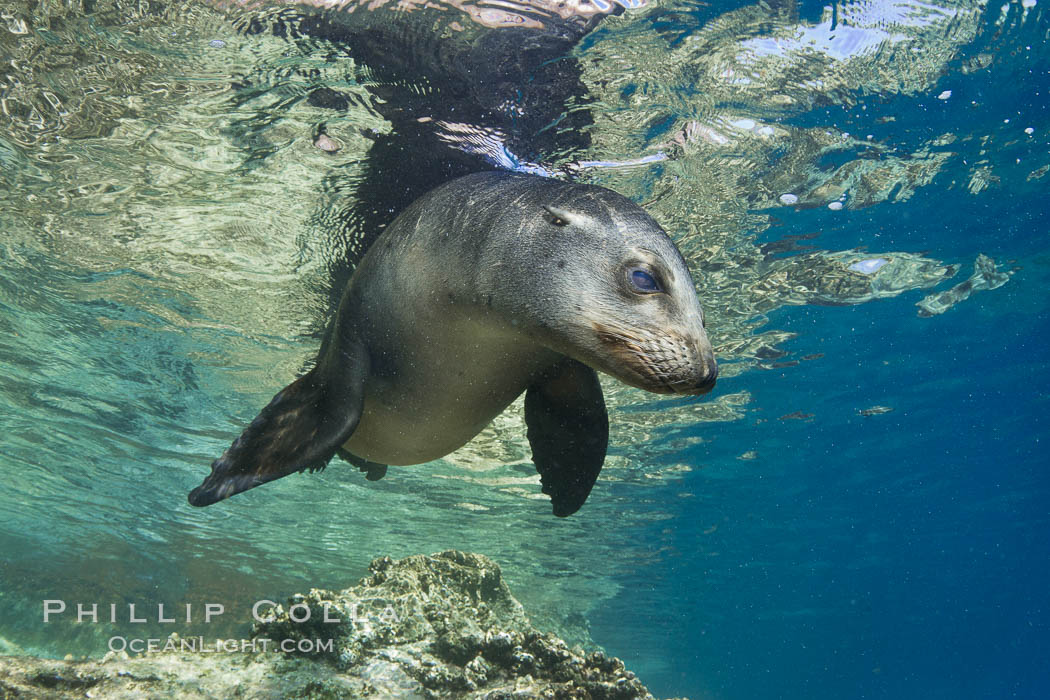 California sea lion underwater. Sea of Cortez, Baja California, Mexico, Zalophus californianus, natural history stock photograph, photo id 27444