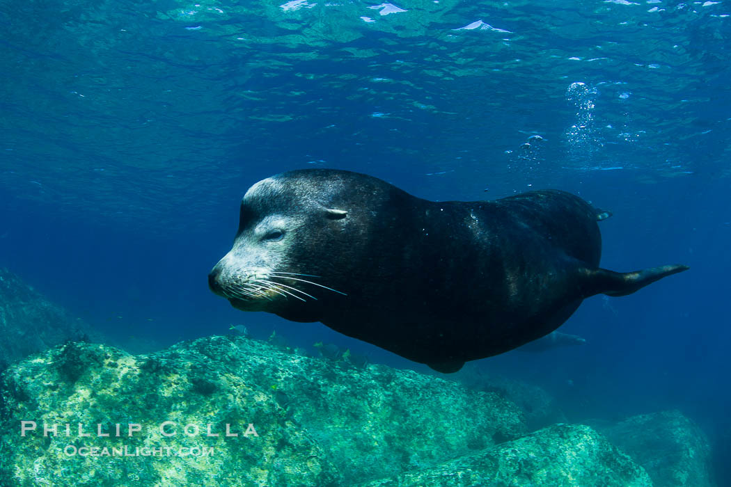 California sea lion underwater., Zalophus californianus, natural history stock photograph, photo id 27448