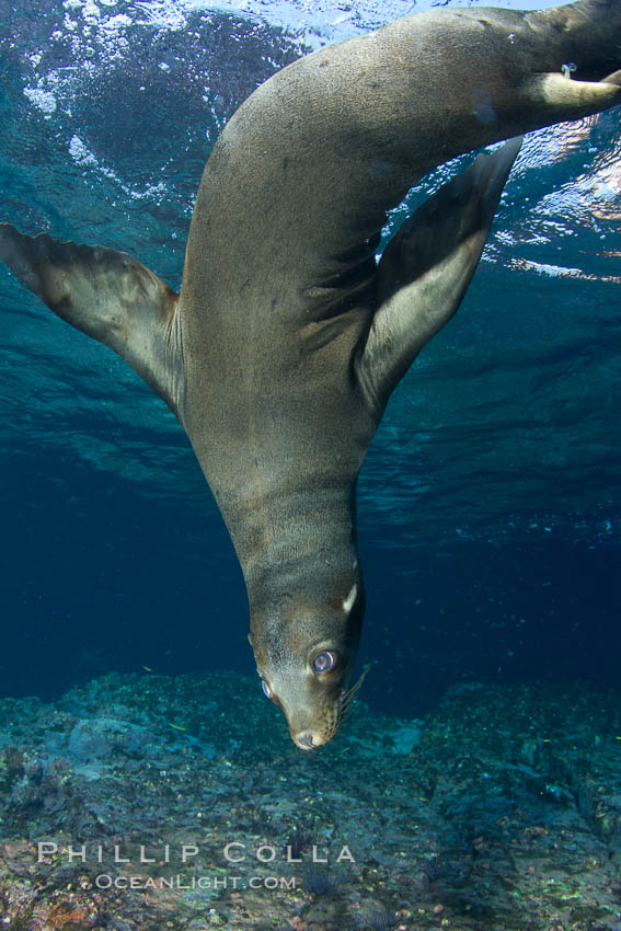 California sea lion underwater. Sea of Cortez, Baja California, Mexico, Zalophus californianus, natural history stock photograph, photo id 27452