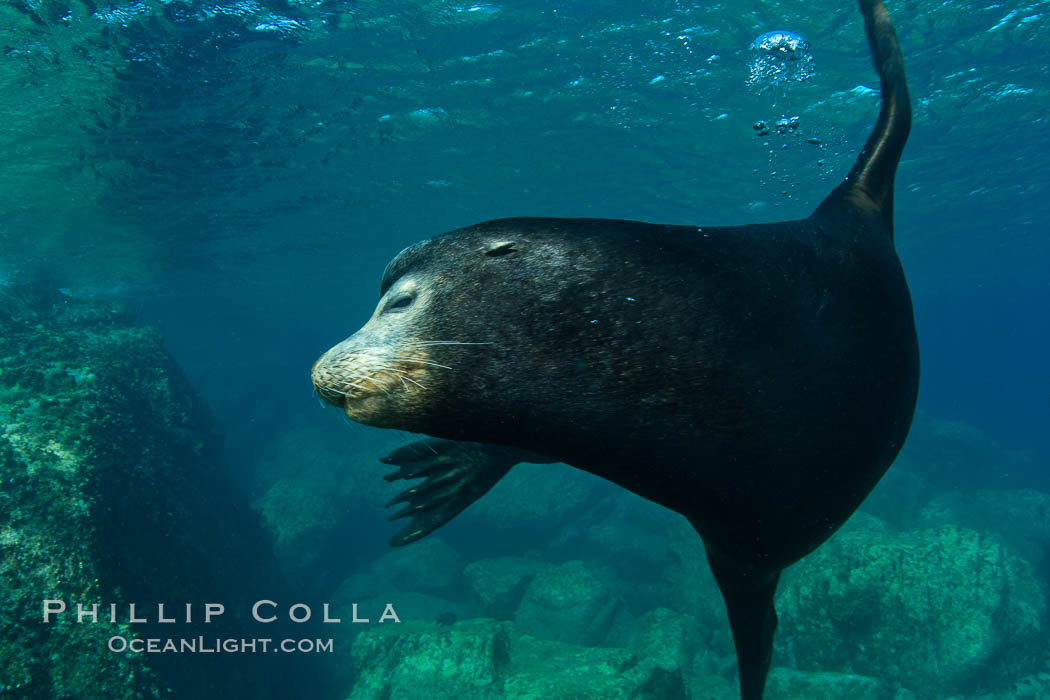 California sea lion underwater. Sea of Cortez, Baja California, Mexico, Zalophus californianus, natural history stock photograph, photo id 27456