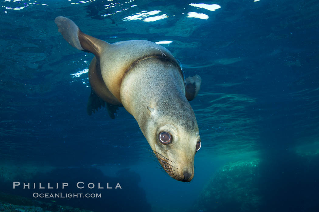 California sea lion injured by fishing line, Zalophus californianus, Sea of Cortez