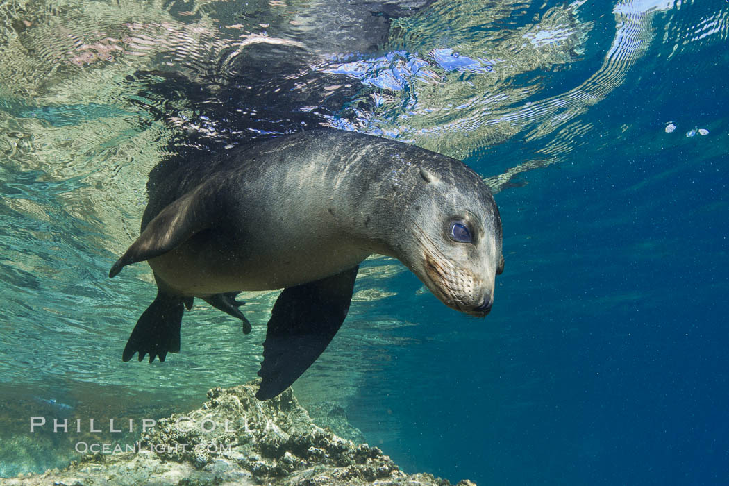 California sea lion underwater, Zalophus californianus, Sea of Cortez