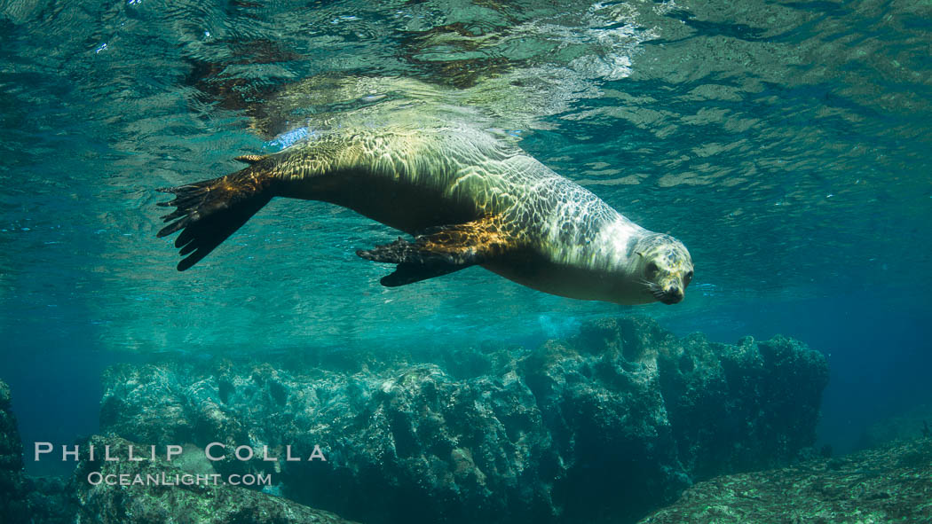 California sea lion underwater. Sea of Cortez, Baja California, Mexico, Zalophus californianus, natural history stock photograph, photo id 27435