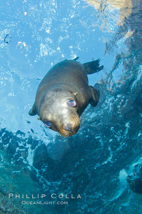 California sea lion underwater. Sea of Cortez, Baja California, Mexico, Zalophus californianus, natural history stock photograph, photo id 27439