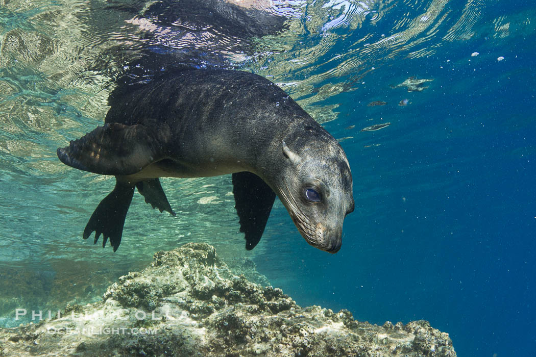 California sea lion underwater., Zalophus californianus, natural history stock photograph, photo id 27443