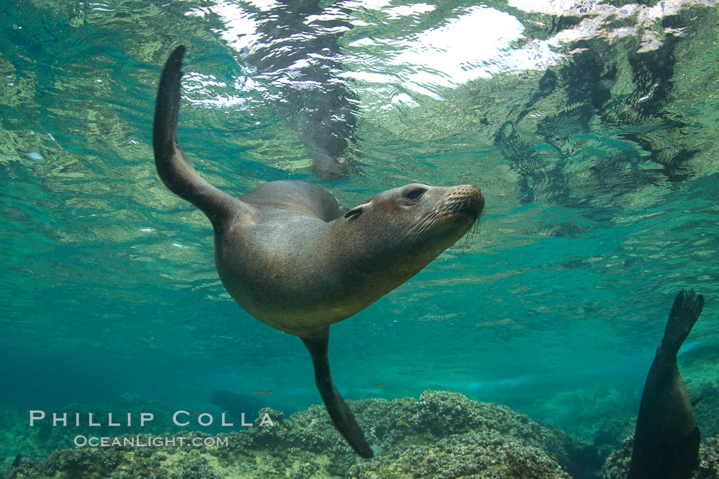 California sea lion underwater. Sea of Cortez, Baja California, Mexico, Zalophus californianus, natural history stock photograph, photo id 27447