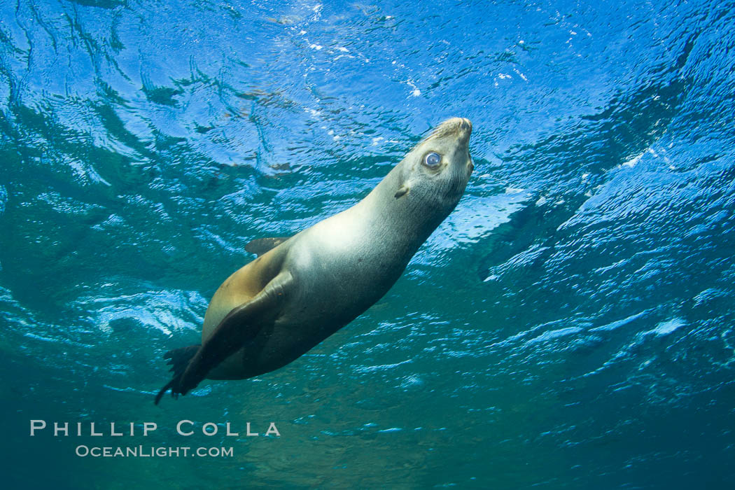 California sea lion underwater. Sea of Cortez, Baja California, Mexico, Zalophus californianus, natural history stock photograph, photo id 27451