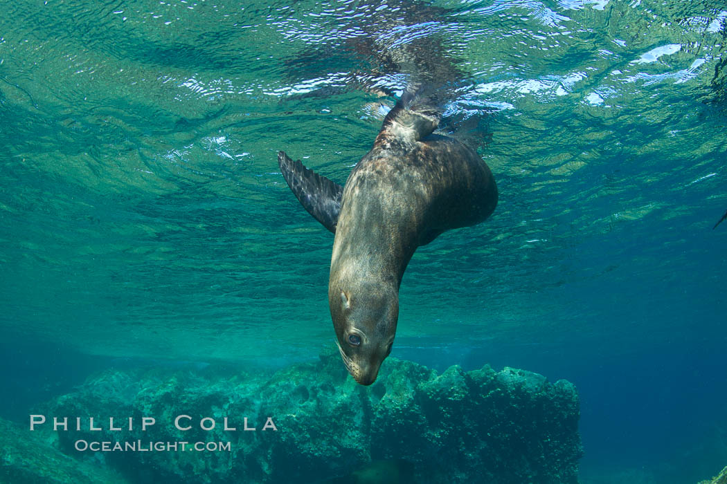 California sea lion underwater. Sea of Cortez, Baja California, Mexico, Zalophus californianus, natural history stock photograph, photo id 27455