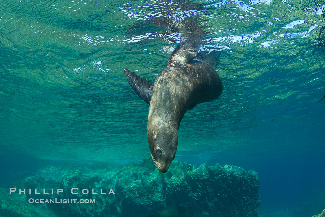California sea lion underwater., Zalophus californianus, natural history stock photograph, photo id 27455