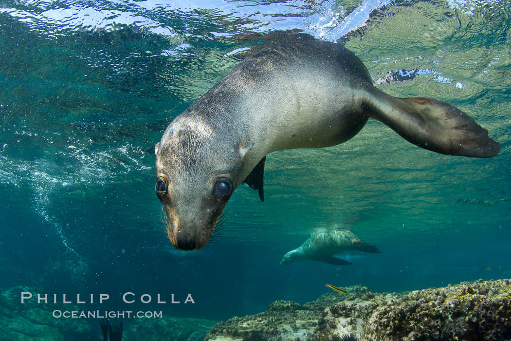 California sea lion underwater. Sea of Cortez, Baja California, Mexico, Zalophus californianus, natural history stock photograph, photo id 27459