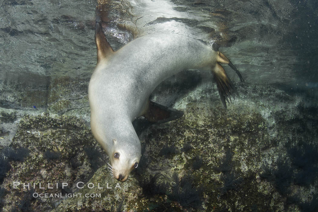 California sea lion underwater. Sea of Cortez, Baja California, Mexico, Zalophus californianus, natural history stock photograph, photo id 27421