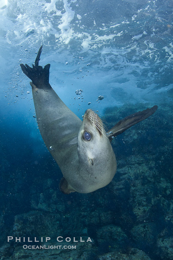 California sea lion underwater., Zalophus californianus, natural history stock photograph, photo id 27429