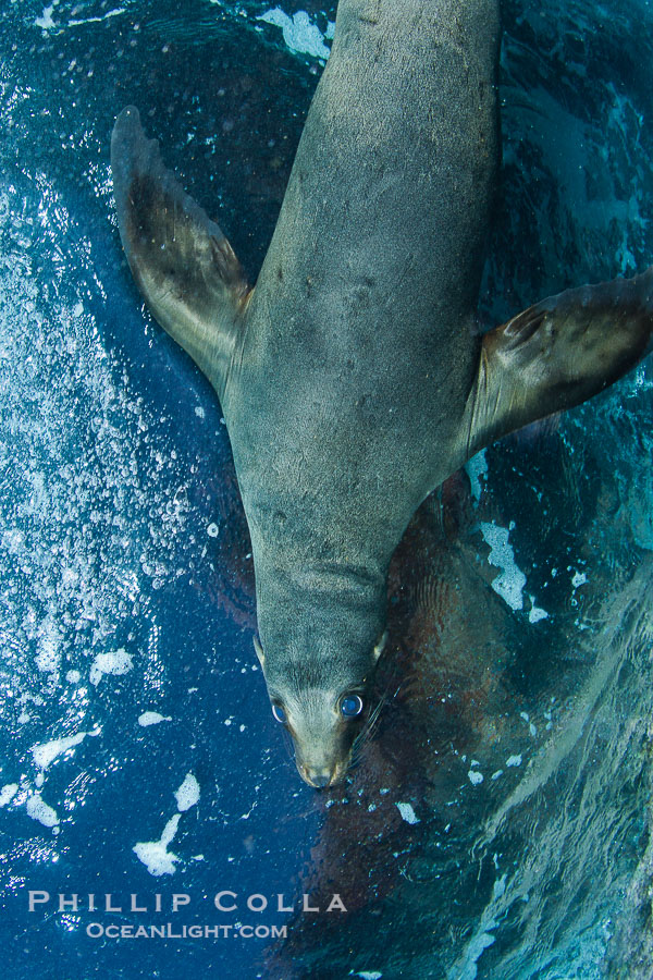 California sea lion underwater., Zalophus californianus, natural history stock photograph, photo id 27437