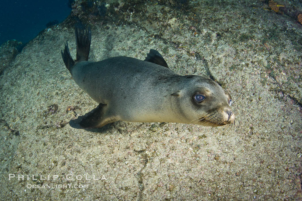 California sea lion underwater., Zalophus californianus, natural history stock photograph, photo id 27441