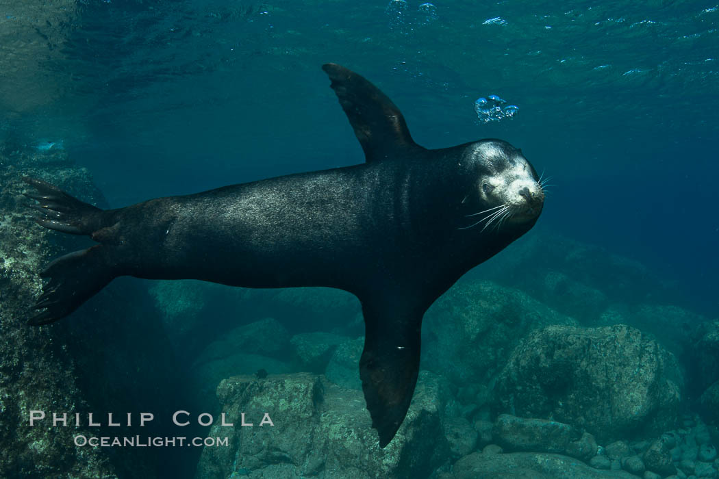 California sea lion underwater. Sea of Cortez, Baja California, Mexico, Zalophus californianus, natural history stock photograph, photo id 27457