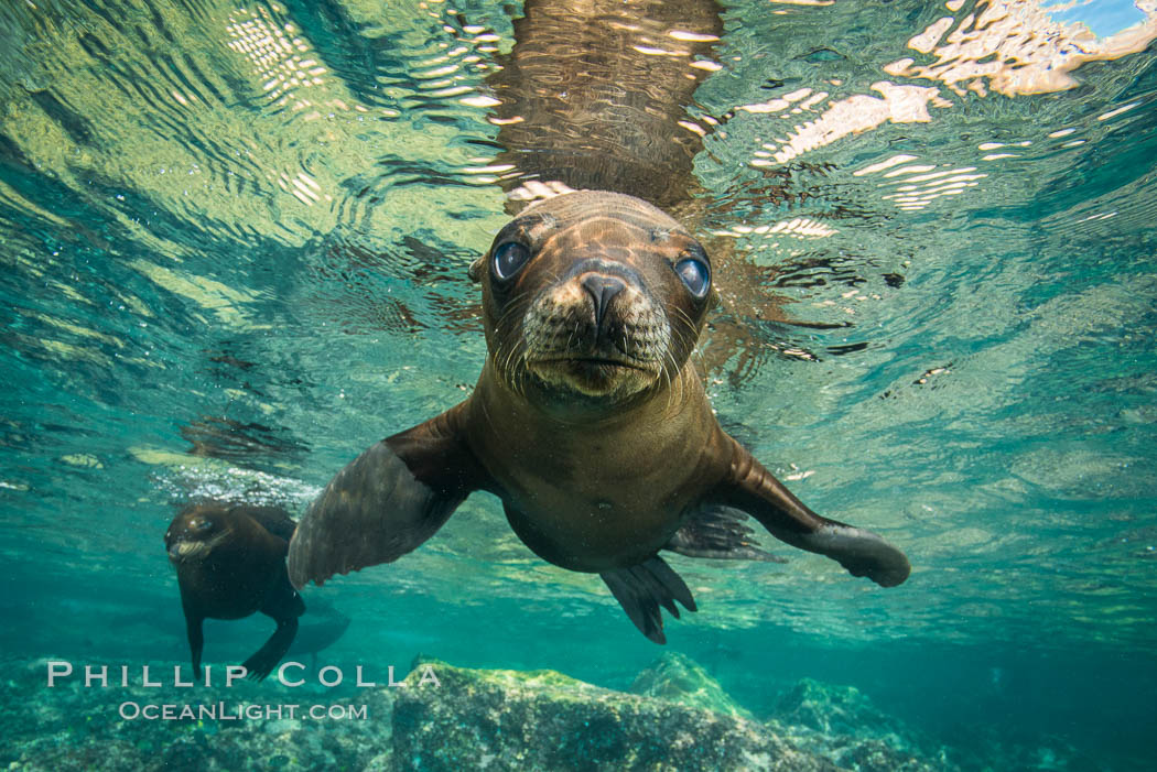 California sea lion underwater, Sea of Cortez, Mexico. Baja California, Zalophus californianus, natural history stock photograph, photo id 31204