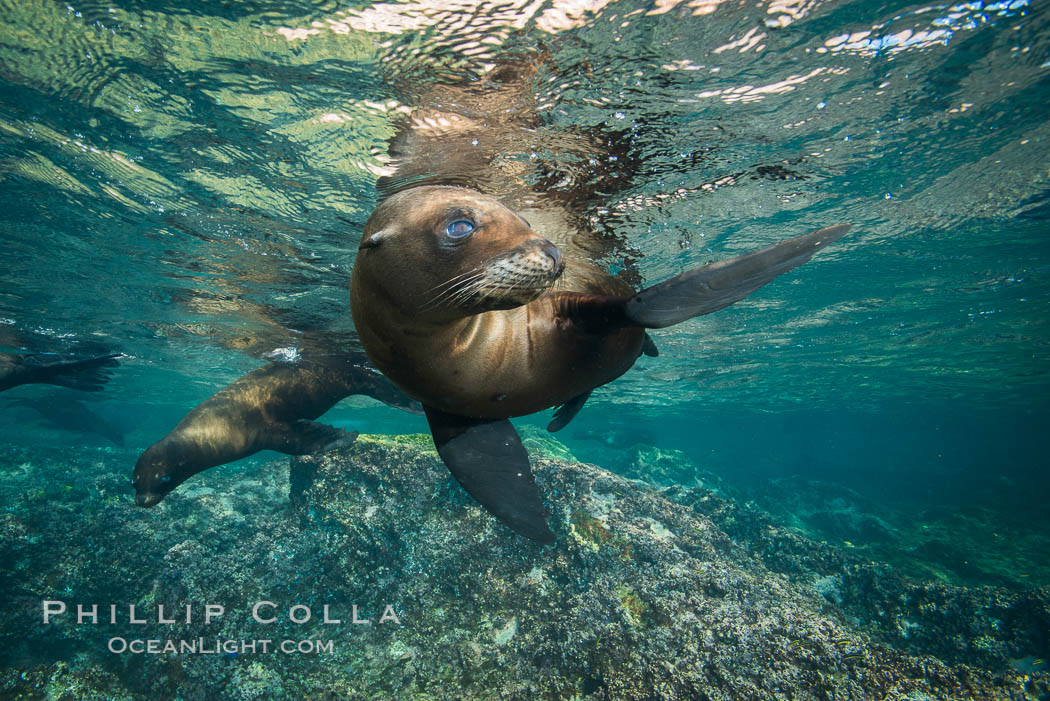 California sea lion underwater, Sea of Cortez, Mexico. Baja California, Zalophus californianus, natural history stock photograph, photo id 31216