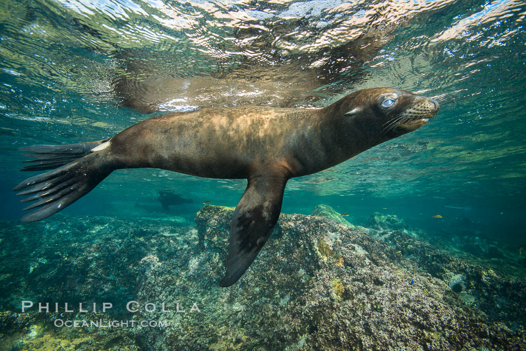 California sea lion underwater, Sea of Cortez, Mexico. Baja California, Zalophus californianus, natural history stock photograph, photo id 31232