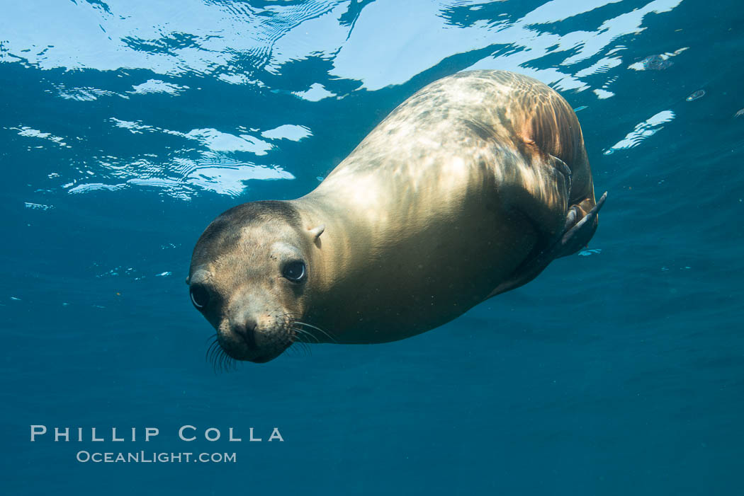 California sea lion underwater, Sea of Cortez, Mexico. Baja California, Zalophus californianus, natural history stock photograph, photo id 31244