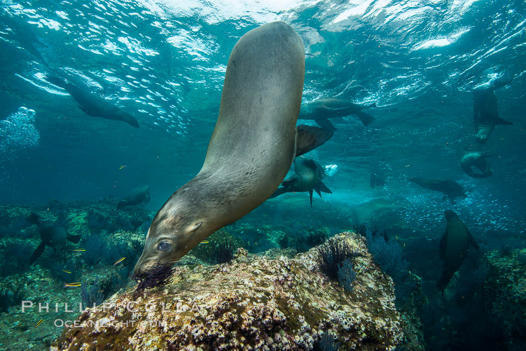California sea lion underwater, Sea of Cortez, Mexico. Baja California, Zalophus californianus, natural history stock photograph, photo id 31272