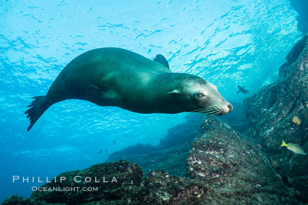 California sea lion underwater, Sea of Cortez, Mexico. Baja California, Zalophus californianus, natural history stock photograph, photo id 31296