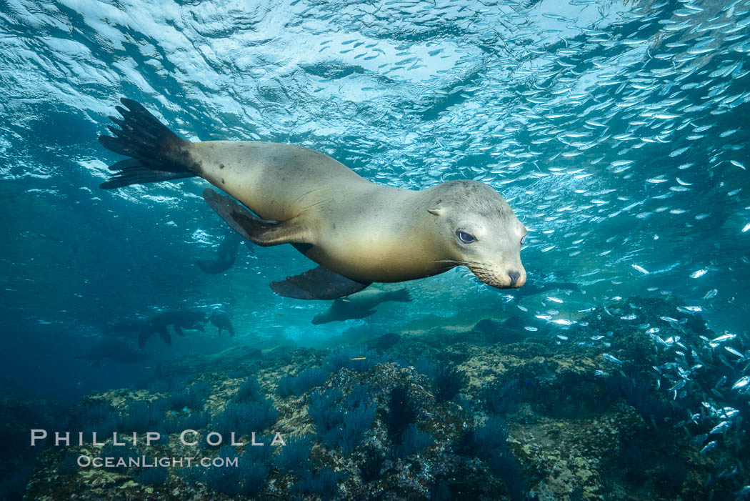California sea lion underwater, Sea of Cortez, Mexico. Baja California, Zalophus californianus, natural history stock photograph, photo id 31219