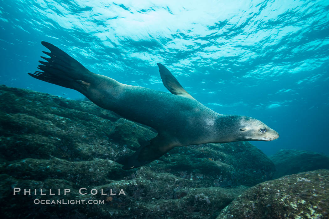 California sea lion underwater, Sea of Cortez, Mexico. Baja California, Zalophus californianus, natural history stock photograph, photo id 31259