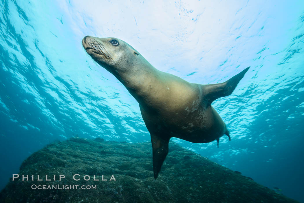 California sea lion underwater, Sea of Cortez, Mexico. Baja California, Zalophus californianus, natural history stock photograph, photo id 31263