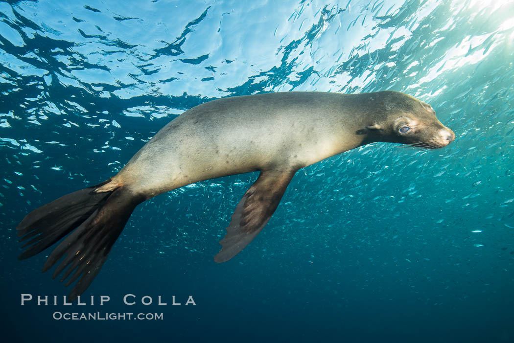 California sea lion underwater, Sea of Cortez, Mexico. Baja California, Zalophus californianus, natural history stock photograph, photo id 31225