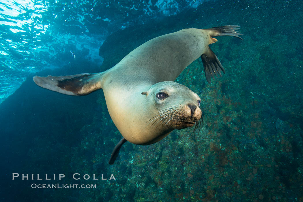 California sea lion underwater, Sea of Cortez, Mexico. Baja California, Zalophus californianus, natural history stock photograph, photo id 31233