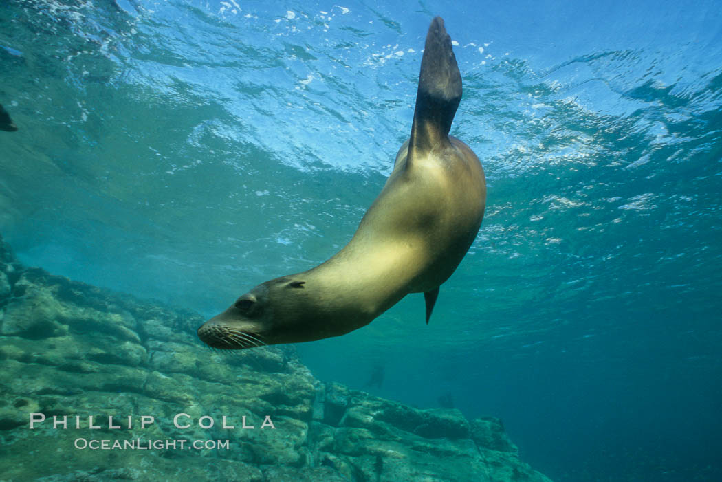 California sea lion, Sea of Cortez., Zalophus californianus, natural history stock photograph, photo id 00620