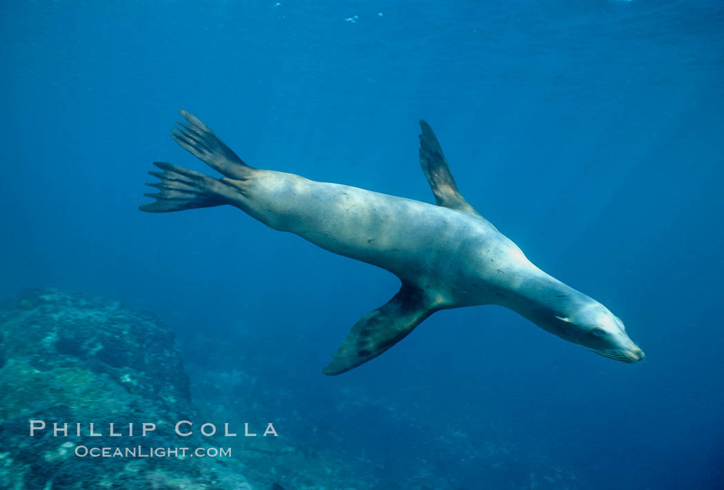 California sea lion, swimming with foreflippers., Zalophus californianus, natural history stock photograph, photo id 03228