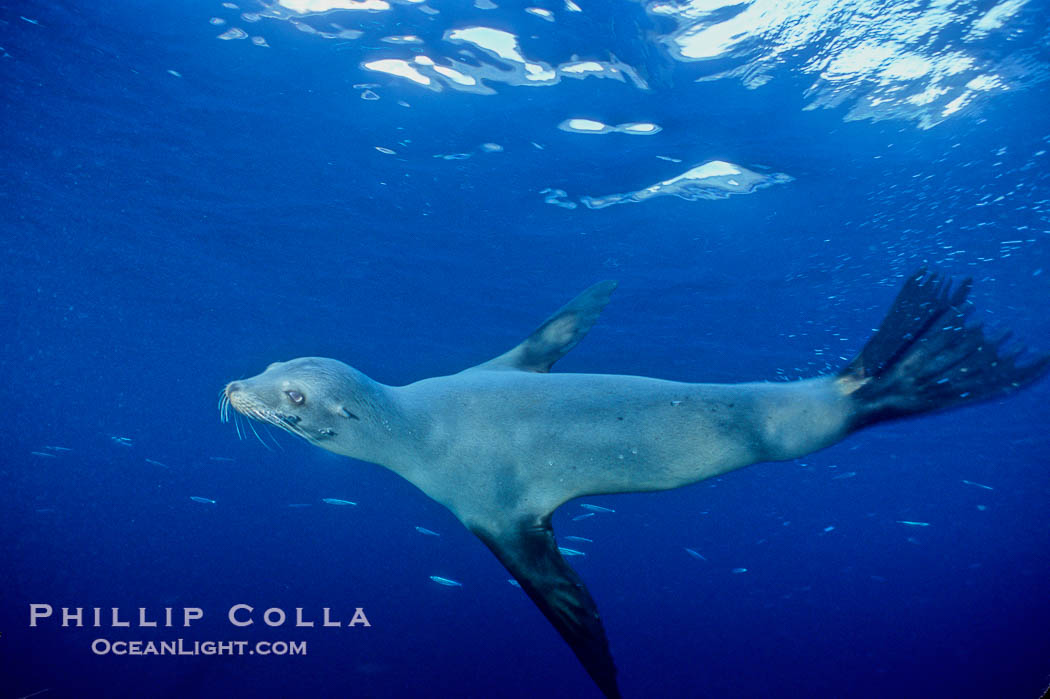 California sea lion, Sea of Cortez., Zalophus californianus, natural history stock photograph, photo id 04825