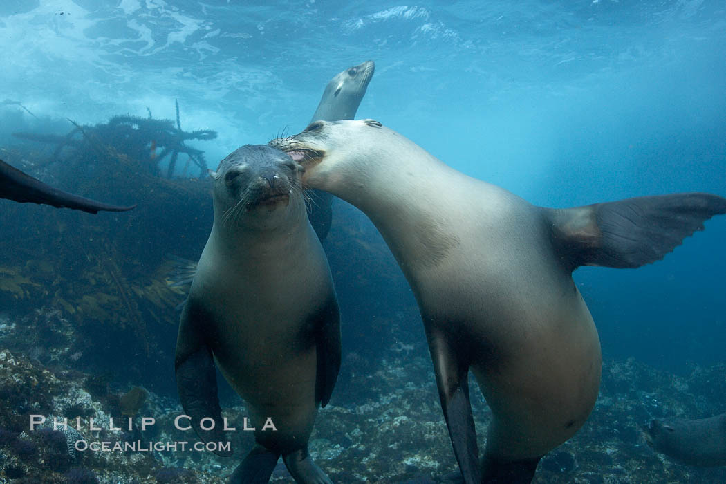 California sea lions, underwater at Santa Barbara Island.  Santa Barbara Island, 38 miles off the coast of southern California, is part of the Channel Islands National Marine Sanctuary and Channel Islands National Park.  It is home to a large population of sea lions. USA, Zalophus californianus, natural history stock photograph, photo id 23450