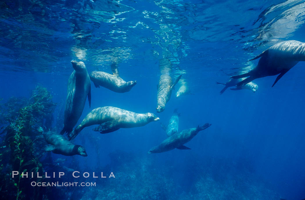 California sea lions, socializing/resting, Webster Point rookery, Santa Barbara Island, Channel Islands National Marine Sanctuary. USA, Zalophus californianus, natural history stock photograph, photo id 06288