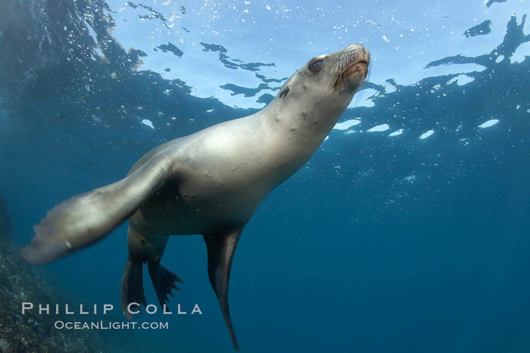 California sea lion, underwater at Santa Barbara Island.  Santa Barbara Island, 38 miles off the coast of southern California, is part of the Channel Islands National Marine Sanctuary and Channel Islands National Park.  It is home to a large population of sea lions. USA, Zalophus californianus, natural history stock photograph, photo id 23440