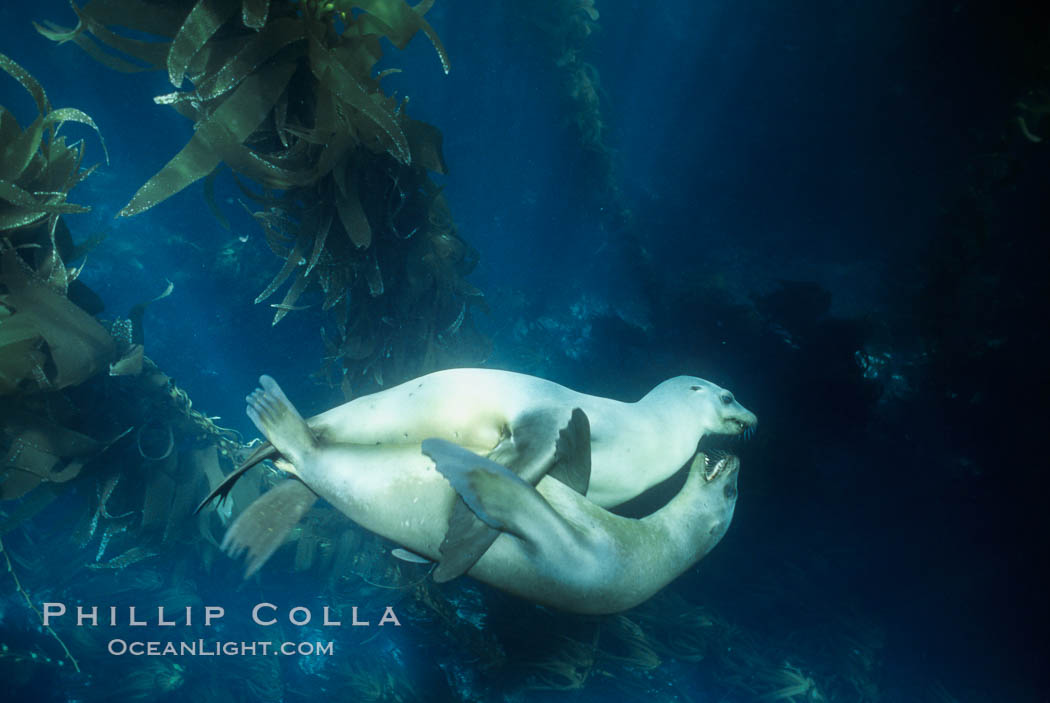 California sea lion, juveniles at play in kelp forest. Santa Barbara Island, USA, Zalophus californianus, natural history stock photograph, photo id 00619