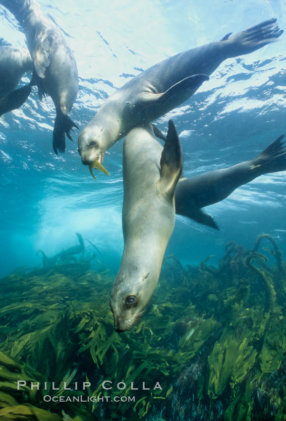 California sea lions swim and socialize over a kelp-covered rocky reef, underwater at San Clemente Island in California's southern Channel Islands. USA, Zalophus californianus, natural history stock photograph, photo id 02159
