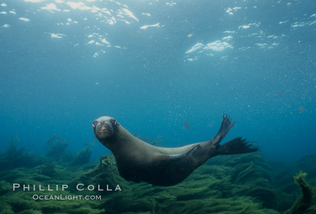California sea lion. Santa Barbara Island, USA, Zalophus californianus, natural history stock photograph, photo id 04835
