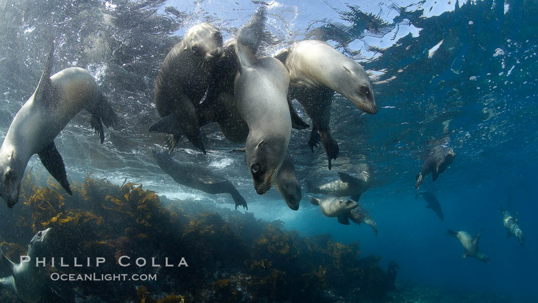 California sea lions, underwater at Santa Barbara Island.  Santa Barbara Island, 38 miles off the coast of southern California, is part of the Channel Islands National Marine Sanctuary and Channel Islands National Park.  It is home to a large population of sea lions. USA, Zalophus californianus, natural history stock photograph, photo id 23447