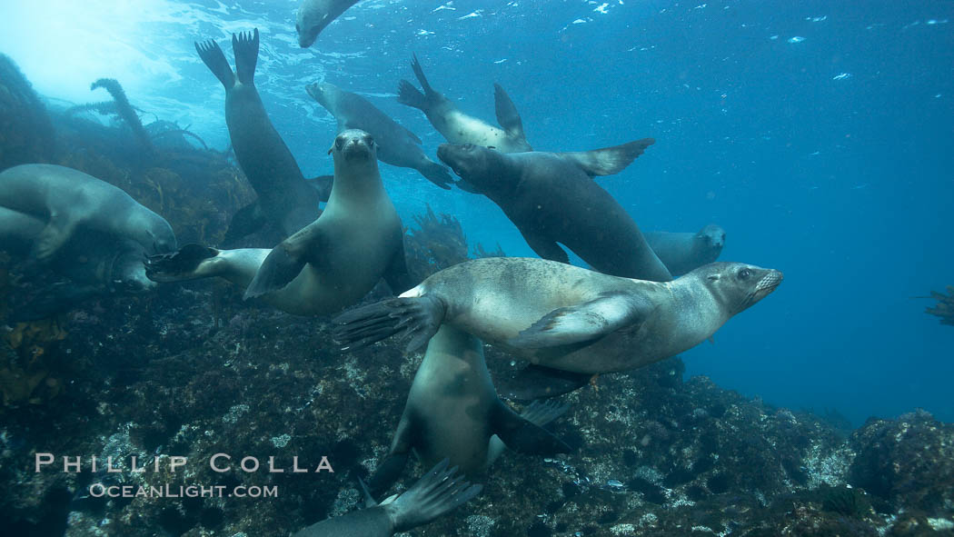 California sea lions, underwater at Santa Barbara Island.  Santa Barbara Island, 38 miles off the coast of southern California, is part of the Channel Islands National Marine Sanctuary and Channel Islands National Park.  It is home to a large population of sea lions. USA, Zalophus californianus, natural history stock photograph, photo id 23519